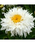 Махрова садова ромашка Crazy Daisy крупним планом